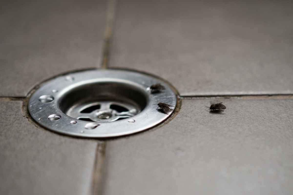 Mosquitinhos próximos ao ralo de banheiro no Imirim